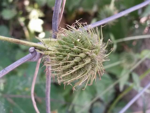 Geum urbanum  (Rosaceae)